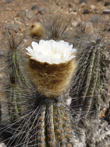 Eulychnia breviflora 10 seeds Cacti