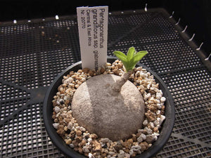 Pentagonanthus ssp. glabrescens (5 Seeds) Caudex