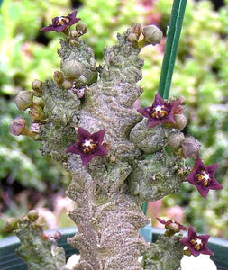Pseudolithos mccoyi (5 Seeds)