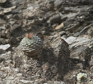 Strombocactus disciformis 10 seeds