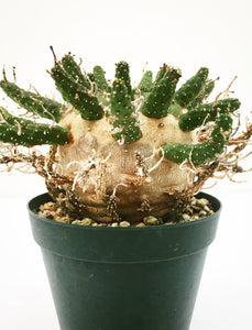 Euphorbia gamkensis LIVE PLANT #0758967 For Sale