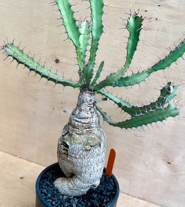 Euphorbia buruana LIVE PLANT #6234 For Sale