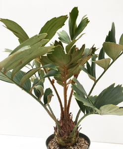Zamia furfuracea LIVE PLANT #0758996 For Sale