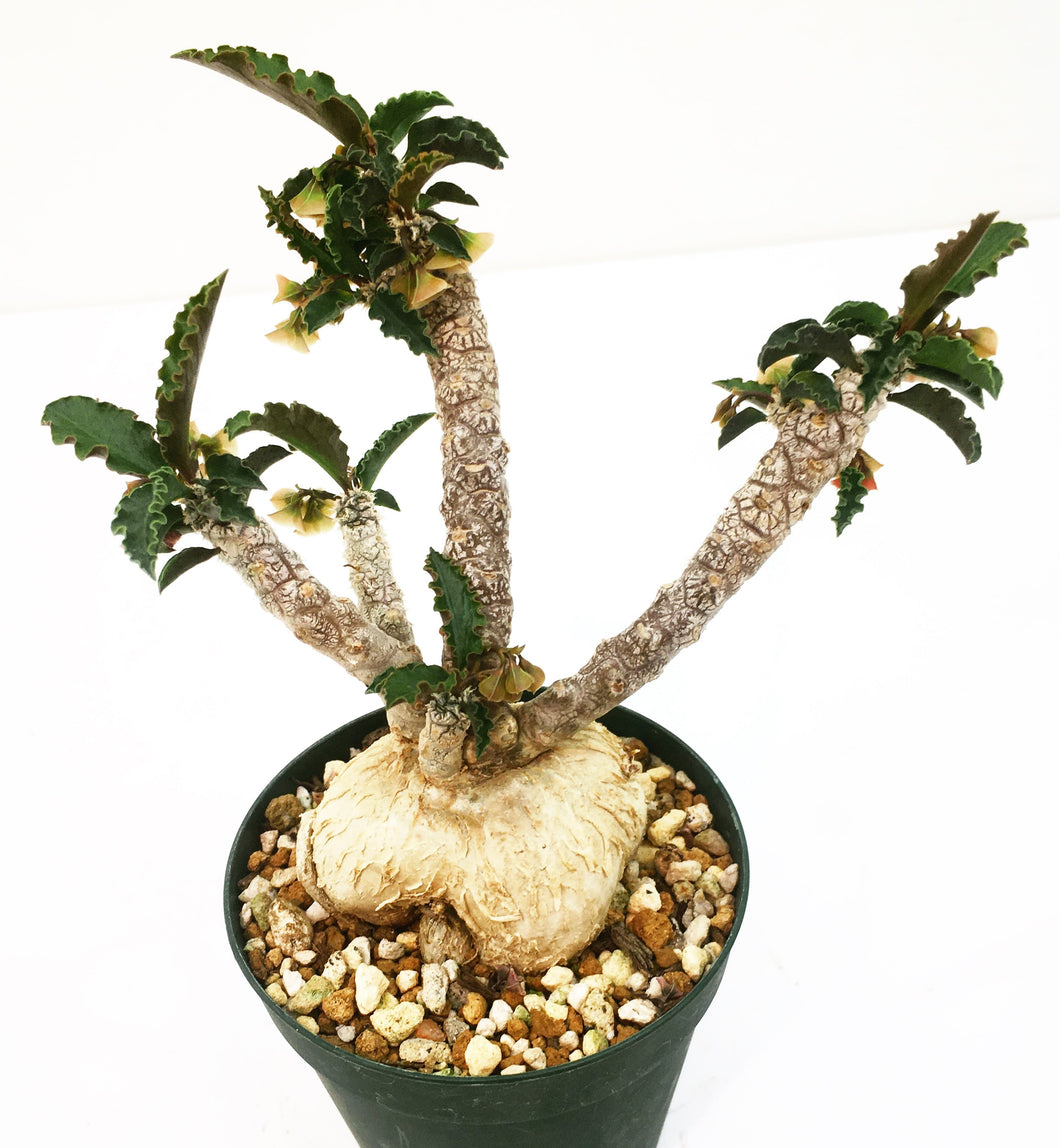 Euphorbia ambovombensis LIVE PLANT #075896 For Sale