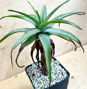 Aloe gargoyle LIVE PLANT #62355 For Sale