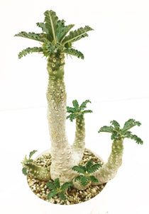 Dorstenia lavrani LIVE PLANT #5844 For Sale