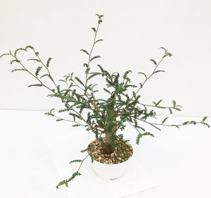 Operculicarya hyphaenoides LIVE PLANT #0758970 For Sale