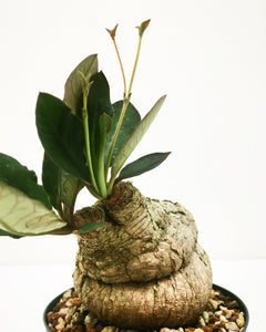Euphorbia moratii LIVE PLANT #075899 For Sale