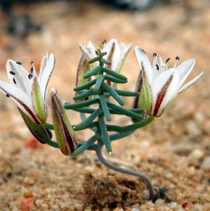 Eriospermum exile 5 seeds South Africa