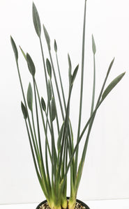 Strelitzia parvifolia LIVE PLANT #111023 For Sale