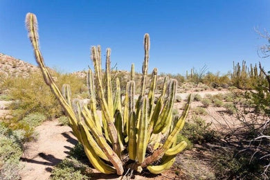 Pachycereus schottii 20 seeds Cacti