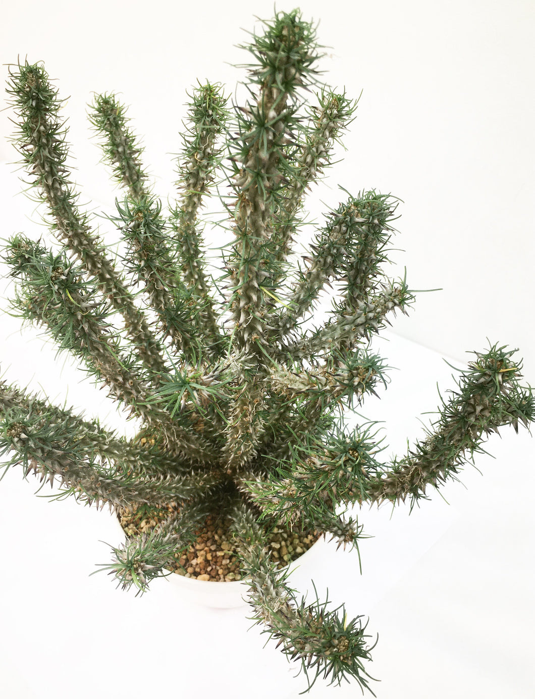 Euphorbia gottlebei LIVE PLANT #075898 For Sale