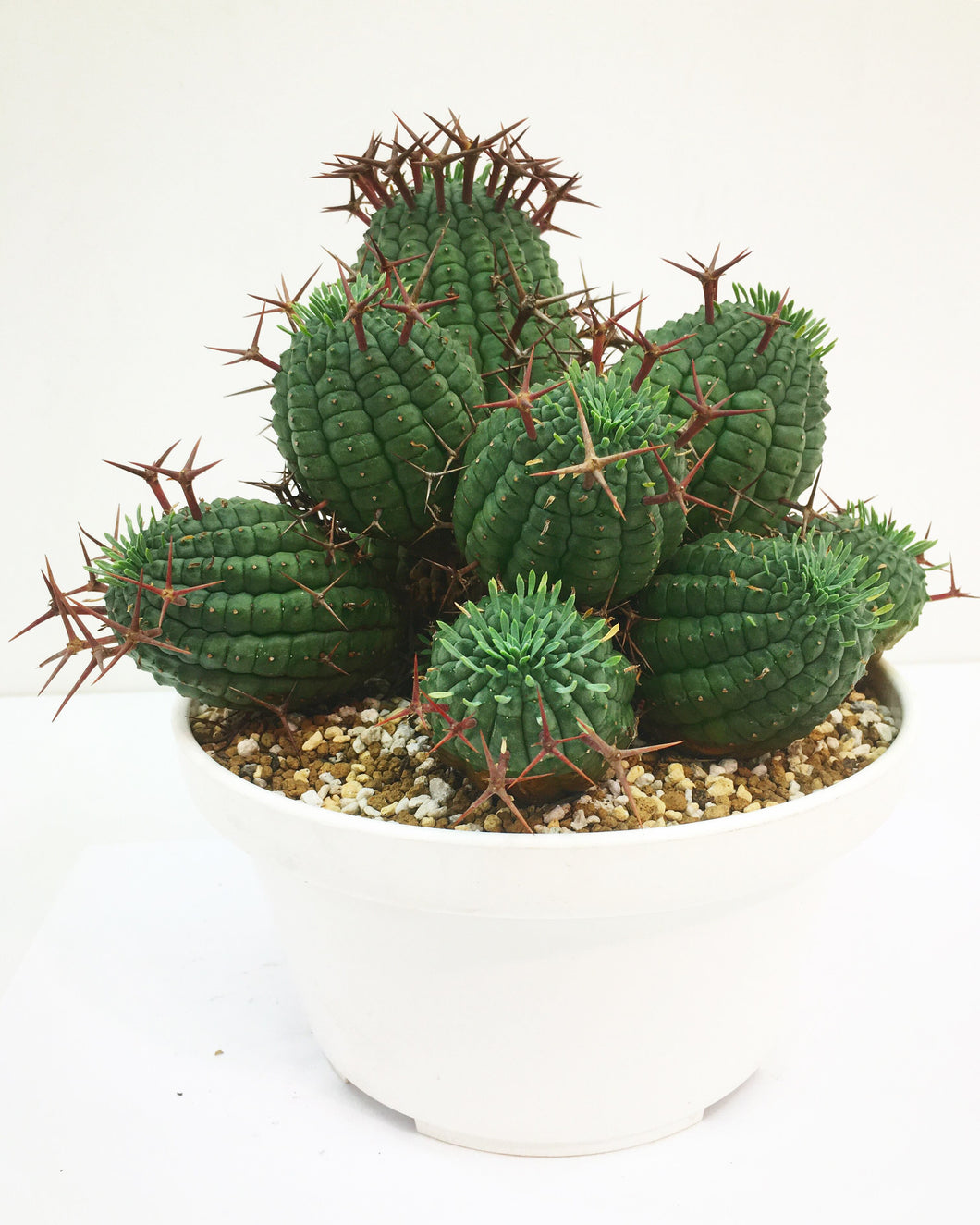 Euphorbia stellispina LIVE PLANT #0758965 For Sale