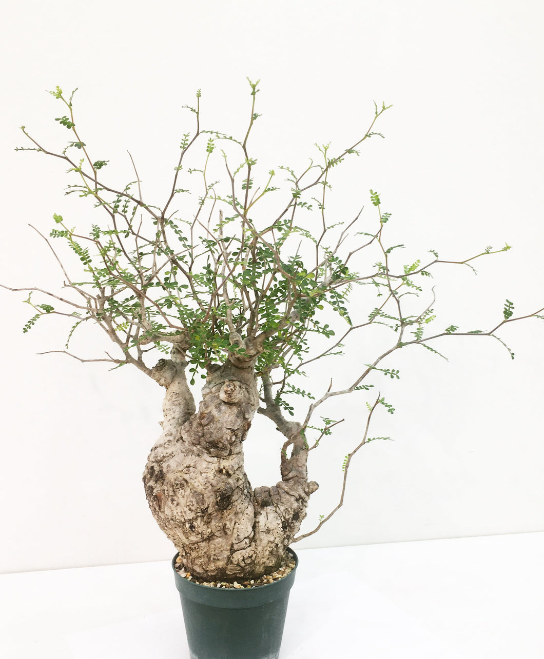 Operculicarya pachypus LIVE PLANT #0758968 For Sale