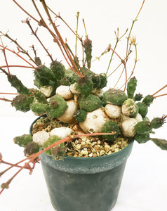 Euphorbia globosa  LIVE PLANT #0758966 For Sale