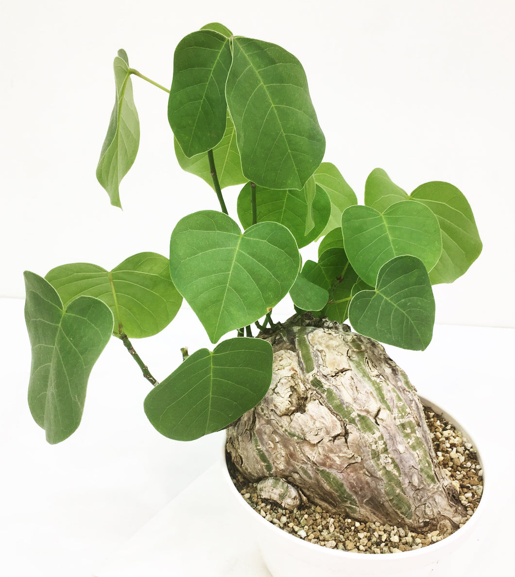 Bombax ellipticum LIVE PLANT #117065 For Sale
