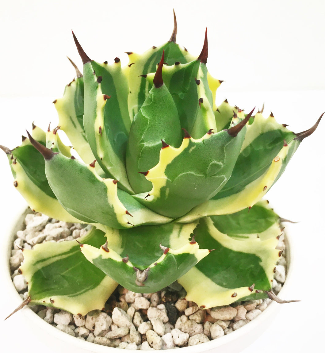 Agave isthmensis LIVE PLANT #117062 For Sale