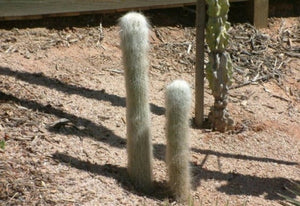 Cephalocereus senilis 10 seeds Cacti
