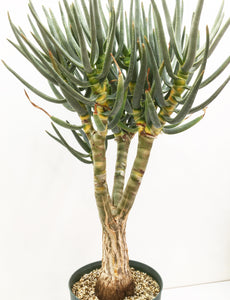 Aloidendron ramosissimum LIVE PLANT #0758977 For Sale