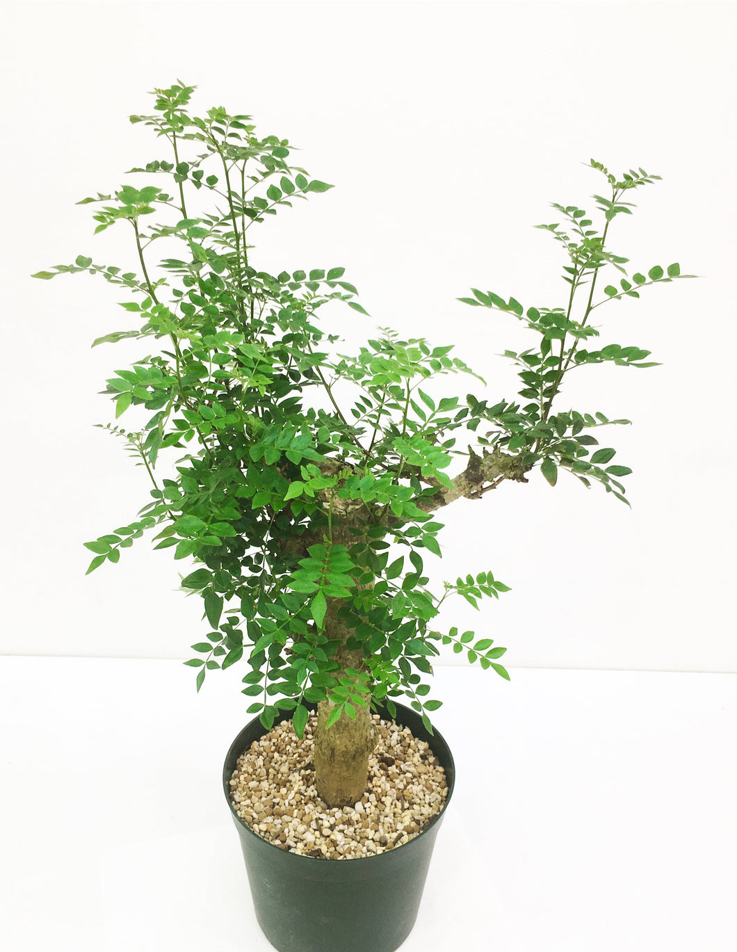 Operculicarya borealis LIVE PLANT #0758971 For Sale