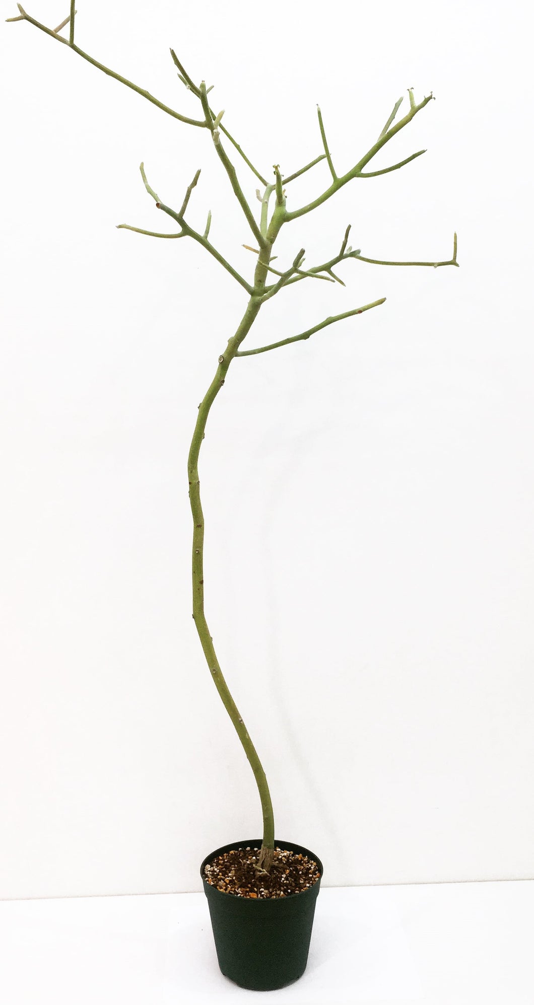 Euphorbia kamponii LIVE PLANT #075897 For Sale