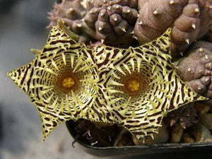 Huernia kennedyana (10 seeds) South Africa