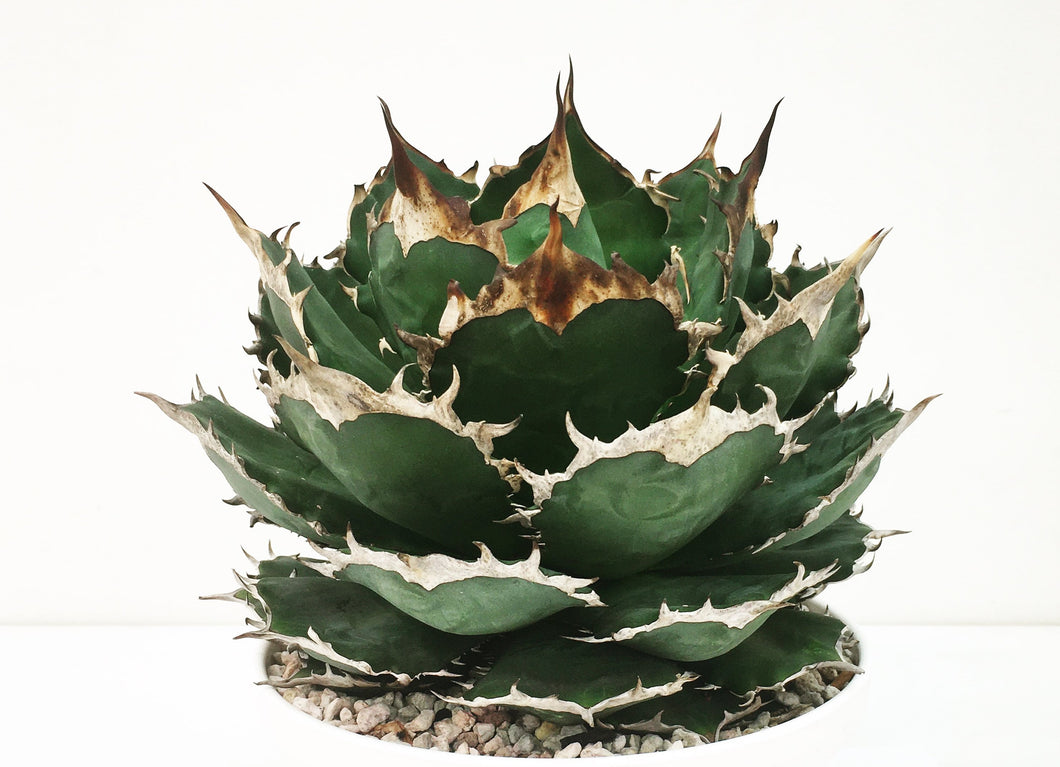 Agave FO-076 LIVE PLANT #117061 For Sale