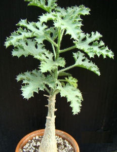 Dendrosicyos socotrana LIVE PLANT #0777 For Sale