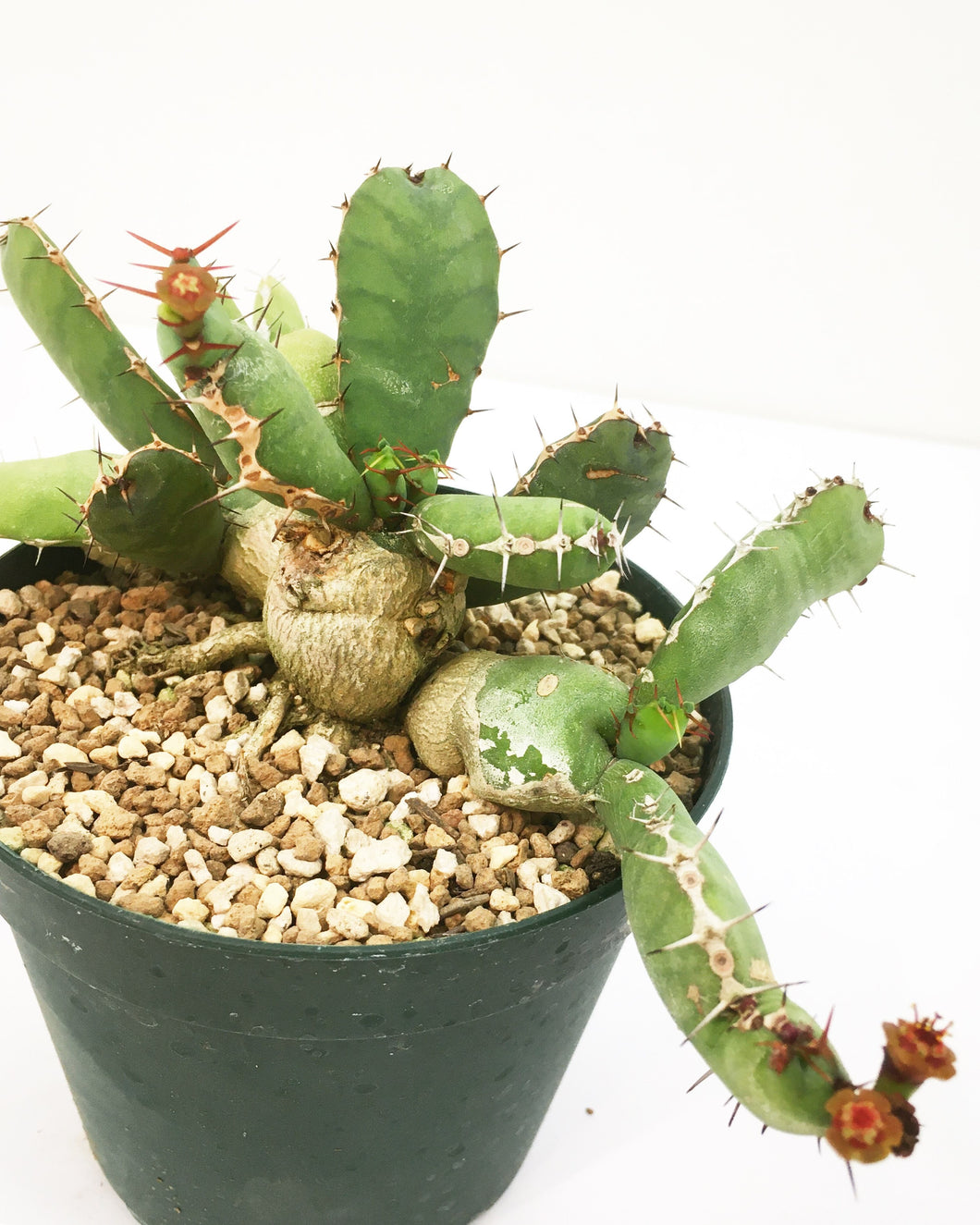 Euphorbia opuntioides LIVE PLANT #0758963 For Sale