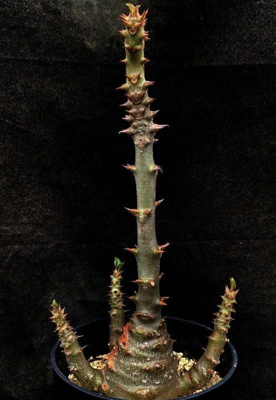 Pachypodium windsorii LIVE PLANT #071567 For Sale