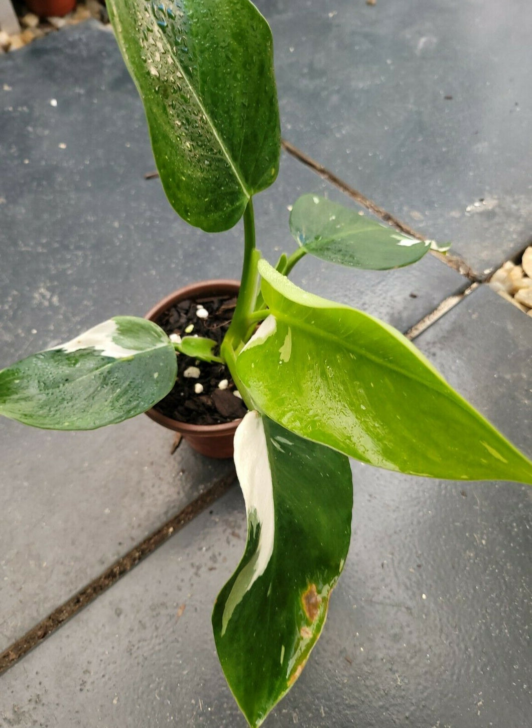 Philodendron White Wizard LIVE PLANT #111028 For Sale