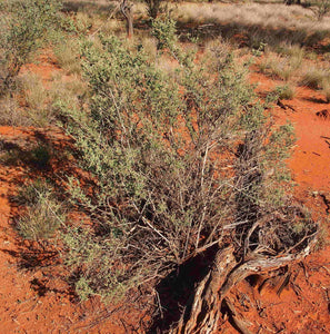 Acacia eremaea 15 seeds Australia