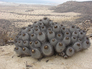 Copiapoa dealbata 10 seeds Cacti