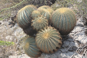 Ferocactus glaucescens 15 seeds Cacti