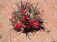 Load image into Gallery viewer, Adenium oleifolium (5 Seeds) Namibia