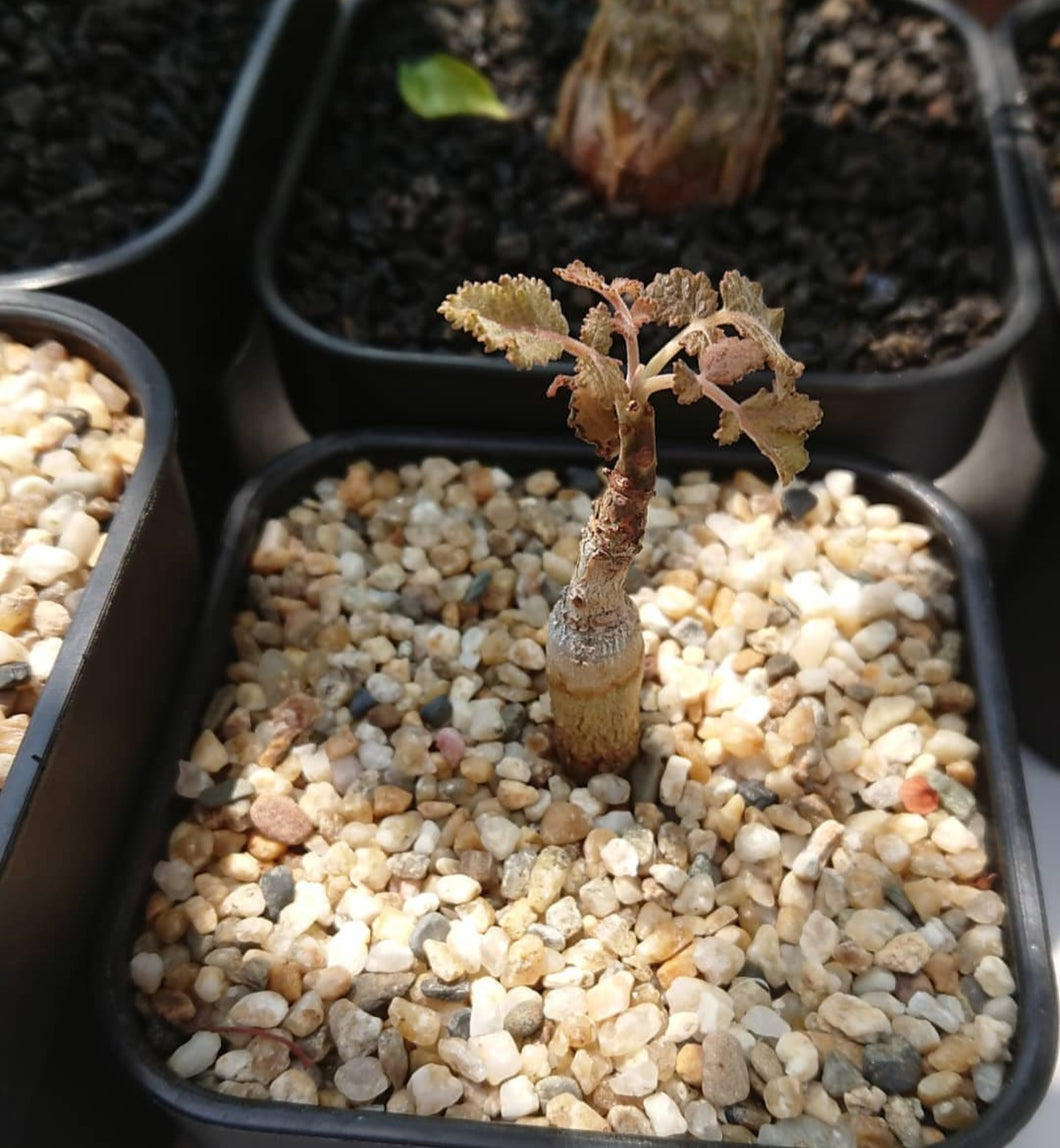 Boswellia bullata LIVE PLANT #800541