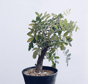 Boswellia bullata LIVE PLANT #800540