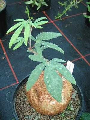 Adenia stenodactyla (5 Seeds) Caudex アデニア  Tanzania