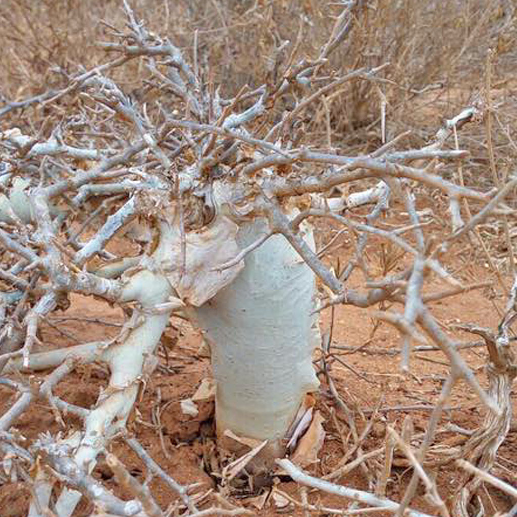 Commiphora holtziana (4 Seeds) Caudex Somalia