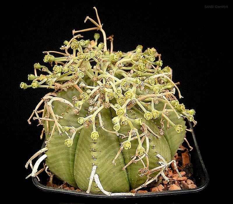 Euphorbia meloformis (10 Seeds)