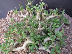 Tylecodon decipiens (6 Seeds) South Africa
