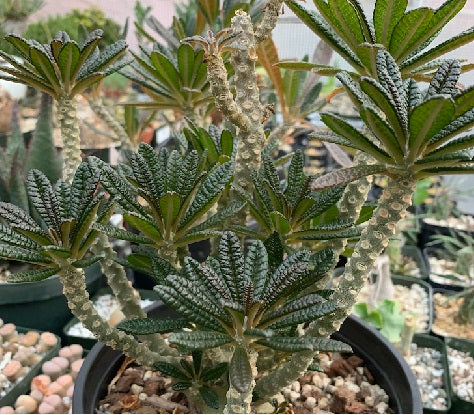 Dorstenia gigas f. bullata  5 Seeds Socotra (Rare)