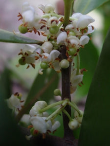Calophyllum calaba (5 Seeds)