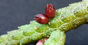 Echidnopsis Oviflora Sp Nov (Clone 1) Tanzania Semi 5 Pcs Seeds
