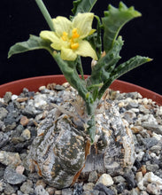Indlæs billede til gallerivisning Cephalopentandra ecirrhosa (6 Seeds) Caudex