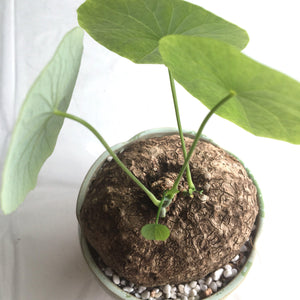 Stephania suberosa (4 Seeds) Caudex Thailand