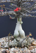 将图片加载到图库查看器，Euphorbia pedilanthoides (7 Seeds) Caudex