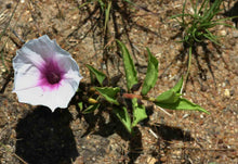 Load image into Gallery viewer, Ipomoea welwitschii (4 Seeds)