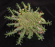 Load image into Gallery viewer, Euphorbia gorgonis (6 Seeds)