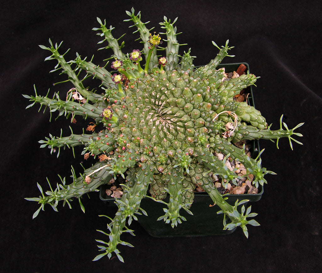 Euphorbia gorgonis (6 Seeds)